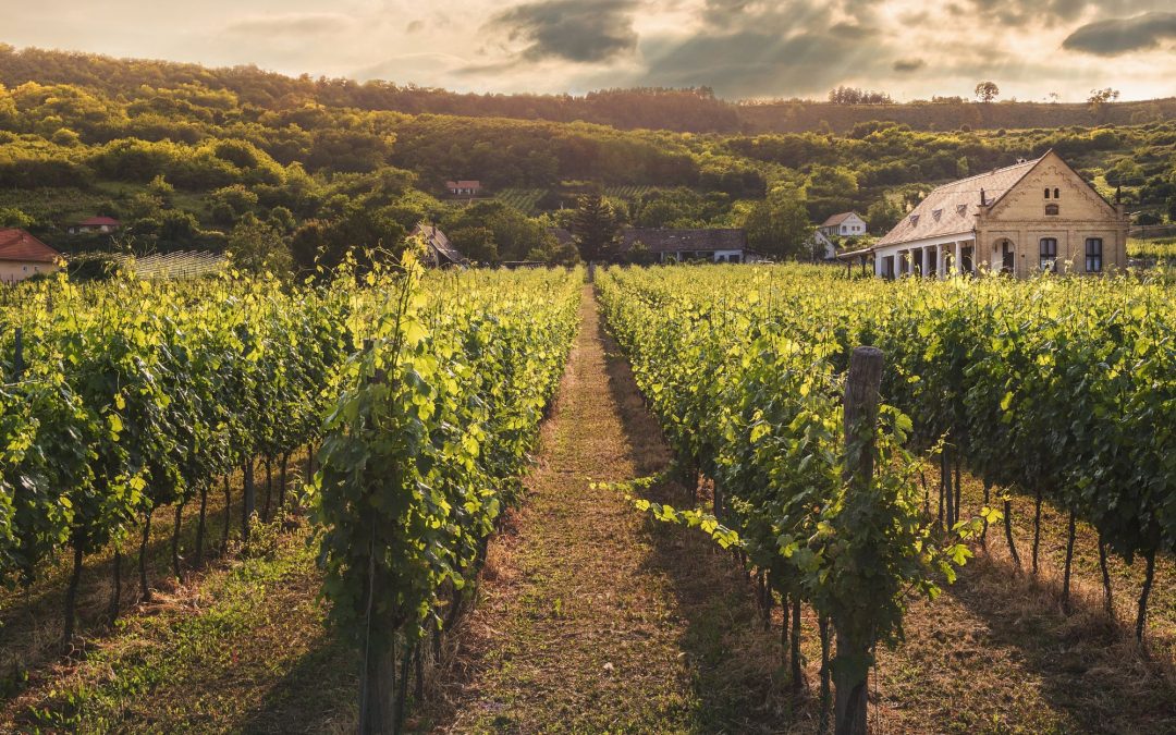 Wine Tasting and Vineyard Tours: Navigating the World’s Best Wine Regions